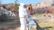 تركيا.. تراجع كبير في إنتاج عسل الصنوبر جراء حرائق الغابات