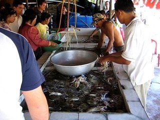 2008-01-06 Sihanoukville : Bassin à Crabes aux pattes bleus