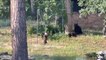 Wild Cubs Accompanying Mama Bear Play Tetherball