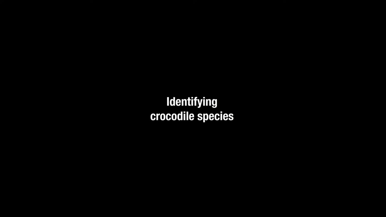 Identifying Crocodile Species