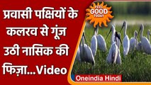 Nashik के Nandur Madhmeshwar bird sanctuary पहुंचे हजारों खूबसूरत Siberian पक्षी | वनइंडिया हिंदी