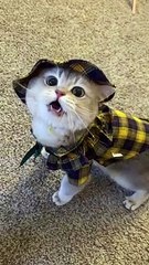 Cat's meow collection ! Sound on, you gonna love it !