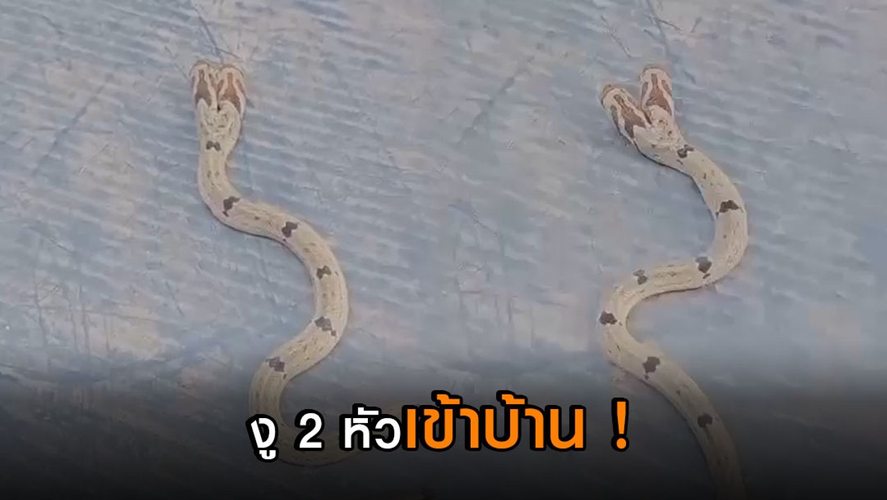 ฮือฮา ! งู 2 หัวเลื้อยเข้าบ้าน ชาวบ้านไม่พลาดขอ...