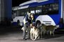 Ankara'da köpekle eğlenceli dakikalar geçiren EGO şoförü konuştu: "Her zaman köpekler ben göreve giderken peşimden koşar"