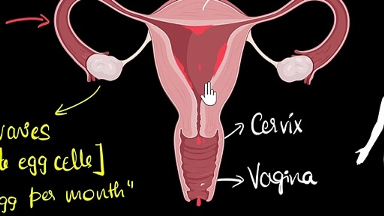 Female reproductive system, Menstruation & Fertilisation | How do organisms reproduce | Khan Academy