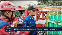 Petugas Pemadam Kebakaran Evakuasi Anak Ular Sanca
