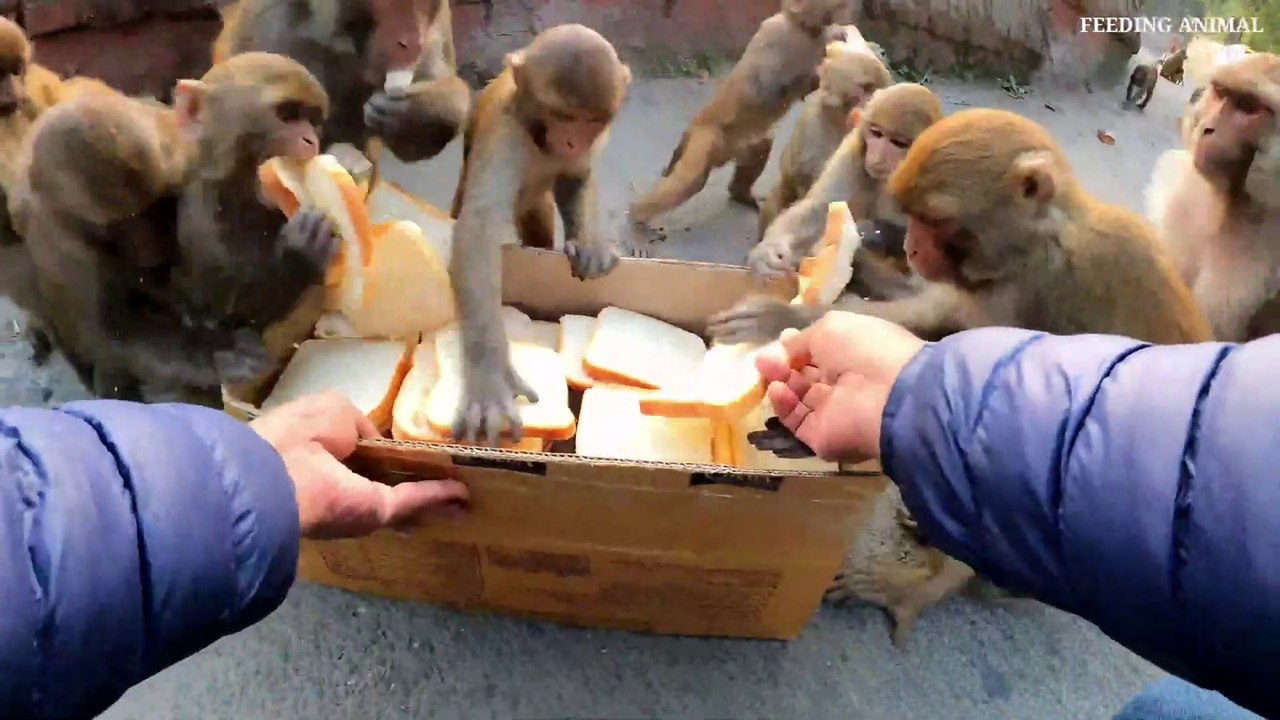 monkey bread party __ feeding hungry monkey __ feeding bread to hungry monkey_Full-HD
