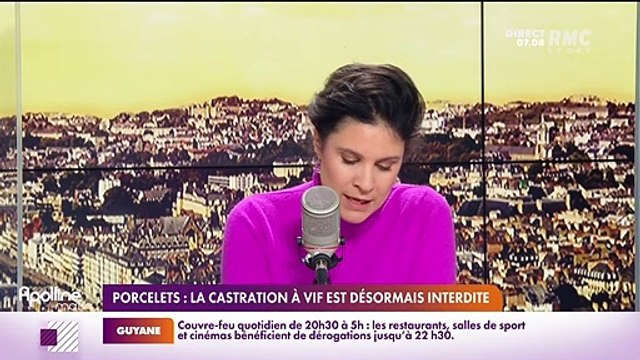 RMC chez vous : Porcelets, la castration à vif est désormais interdite - 07/01