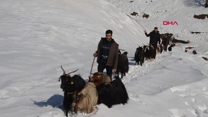 MUŞ'TA, KOYUNLARIN ZORLU KAR YOLCULUĞU