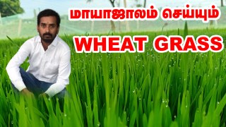 இது பச்சை ரத்தம்:  கோதுமைப் புல் வளர்ப்பில் கலக்கும் இளைஞர் !  | How to grow wheat grass
