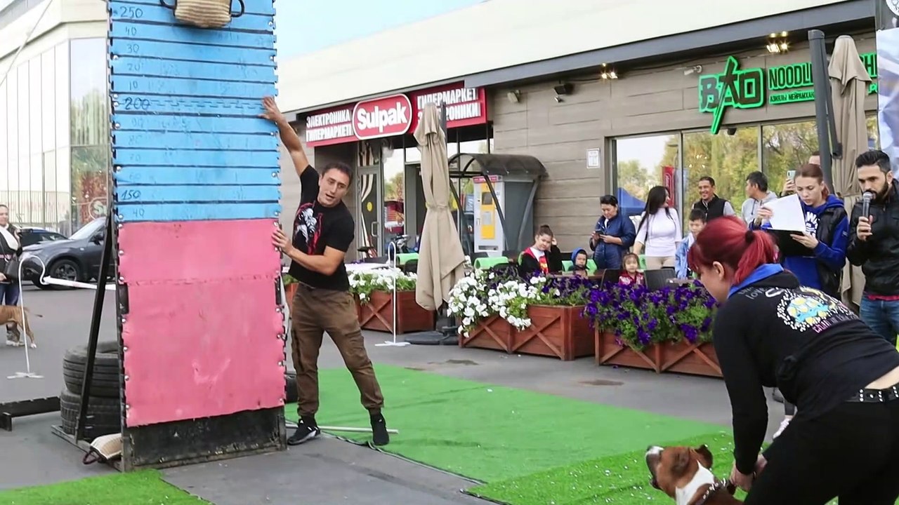 Pitbull Show 2021 Wall climbing