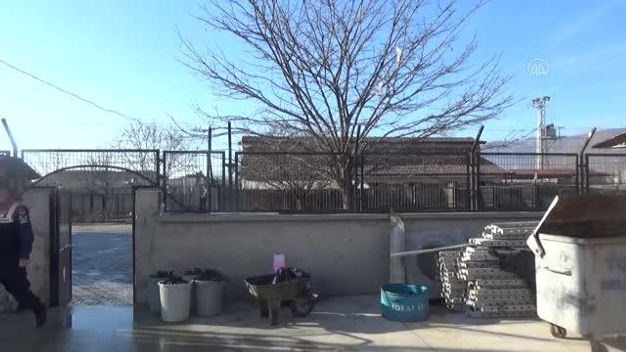 Son dakika haberleri... Jandarma, köydeki yasaklı ırk köpekleri barınağa götürdü