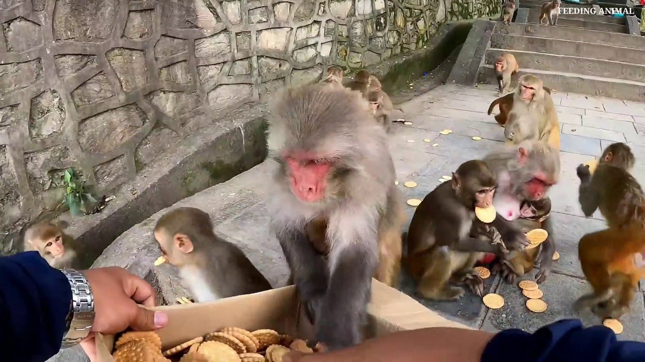 This is how monkeys fight to eat _ Monkey like to eat biscuit and corn _ feeding_Full-HD
