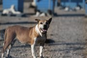 Sokağa bırakılan pitbullar ile dost oldu...Onların sokağa terk edilmesini istemiyor