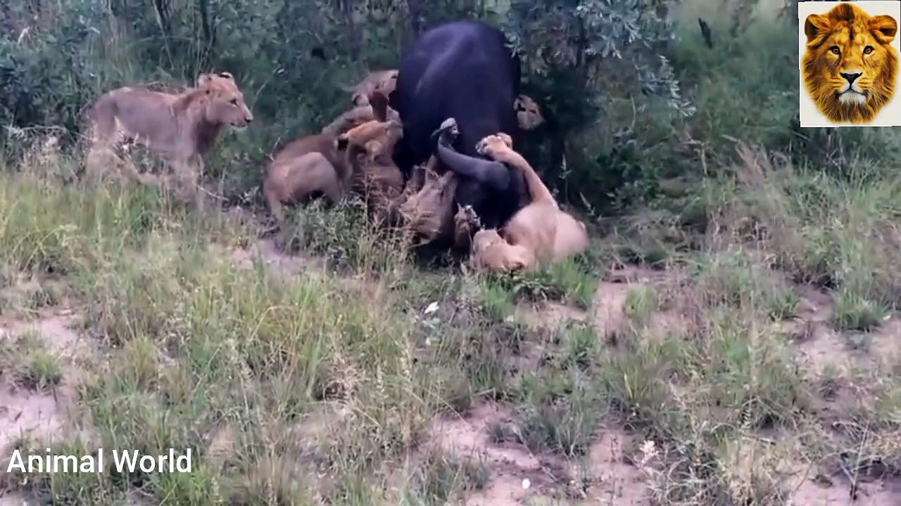 12 lions gather to devour their prey