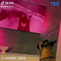 Un chien regarde un chien se faire tuer dans un jeu vidéo - Vidéo  Dailymotion