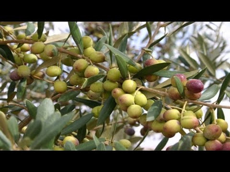 نجاح موسم زراعة الزيتون الصحراوي على مياه الأمطار بمطروح
