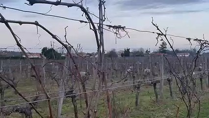 Les brebis gambadent dans les vignes de Cadillac.