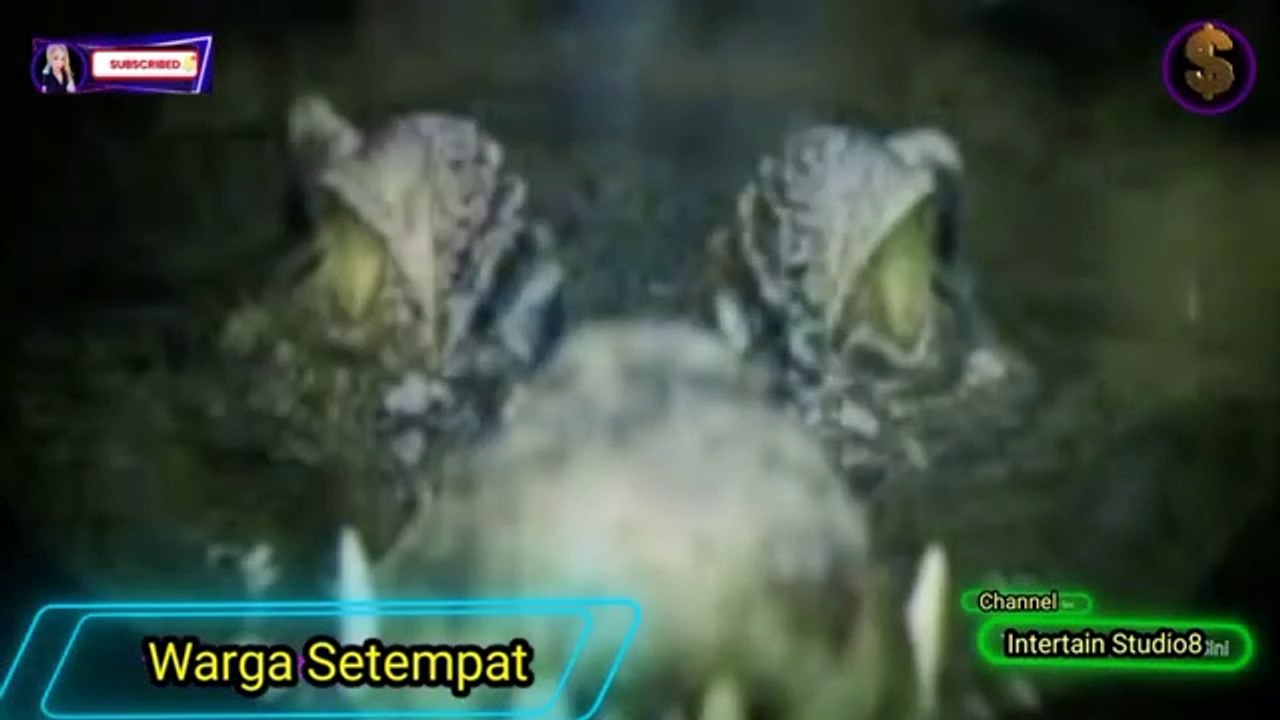 Penangkapan Buaya Jumbo 4Meter Dipulau Jaloh Batam Yang Diduga Telah Memakan Memakan Korban Salah Satu Warga Dan Meresahkan Warga