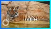 Harimau Ditembak Mati Setelah Terkam Petugas Kebun Binatang