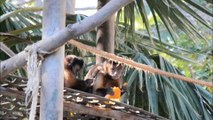 Nacimiento de un mono capuchino en Terra Natura Benidorm.