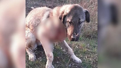 Korkunç olay! Komşusunun havlayan köpeğini vurdu