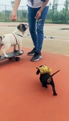 French Bulldog and Dachshund Puppy