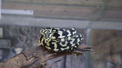 Schlangen als Haustiere