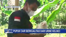 Pemuda di Cianjur Manfaatkan Air Kencing Kelinci Jadi Pupuk, Kok Bisa?