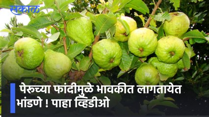 Raigad Special | पेरूच्या फांदीमुळे भावकीत लागतायेत भांडणे ! पाहा व्हिडीओ