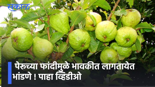 Raigad Special | पेरूच्या फांदीमुळे भावकीत लागतायेत भांडणे ! पाहा व्हिडीओ