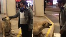 Sokak köpeğine uzun hava okuduktan sonra öpmek isteyen adam hayatının şokunu yaşadı!
