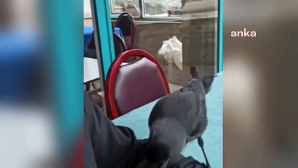 Karga Şakir'i mahallenin kedisi öldürdü; "Esnafın sevgilisiydi; onun eksikliğini hissediyoruz, hep aklımıza geliyor"