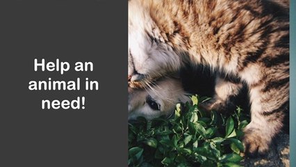 These pets need a loving home in the north east