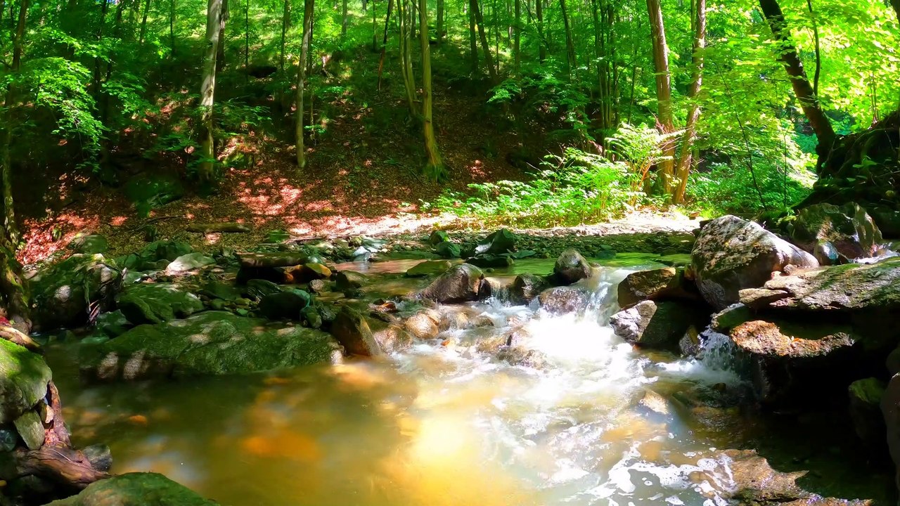 Stream flowing through jungle