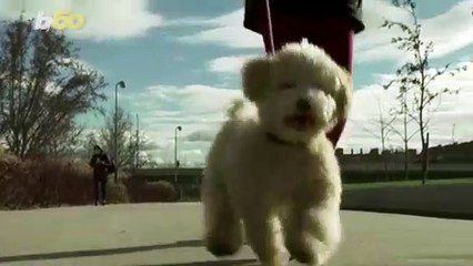 Spain Will Now Have Shared Custody of Pets