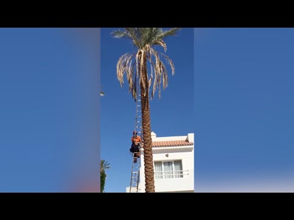 الحماية المدينة بجنوب سيناء تنقذ قطة عالقة فوق نخلة ارتفاعها 25 متر‎