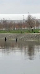 KÖPEKLERDEN KORKUNCA DEREYE GİRDİLER