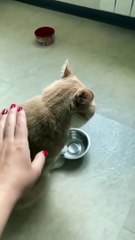 Cat - when the mackerel runs out