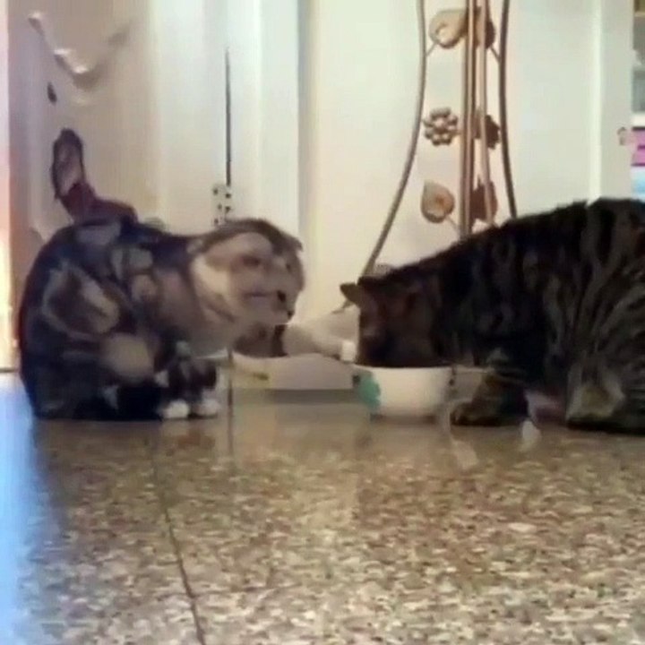 Cat - share