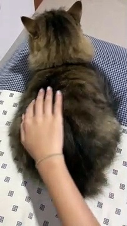 Kucing jutek