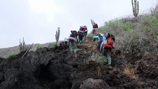 Erupção no vulcão Wolf, santuário das iguanas-rosadas de Galápagos