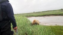 Un randonneur se retrouve face à un grizzly...