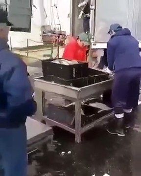 Le parrain de la mafia du poisson vient prendre sa part au marché