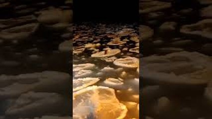 Fox Hops On Ice Floes