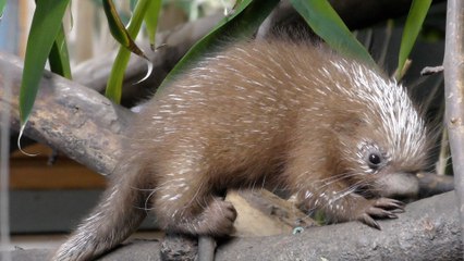 Rare porcupine breed's born in Sevenoaks, the first in the UK for 10 years