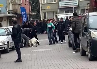 Malatya'daki pitbullu saldırı anı kamerada