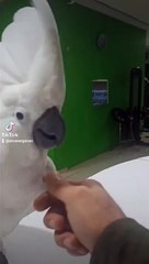 mini mini bir kuş konmuştu pencereme konmuştu.