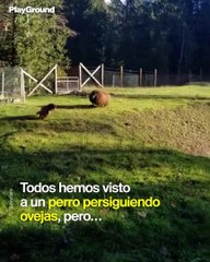 Cuando la ovejas persiguen a los perros