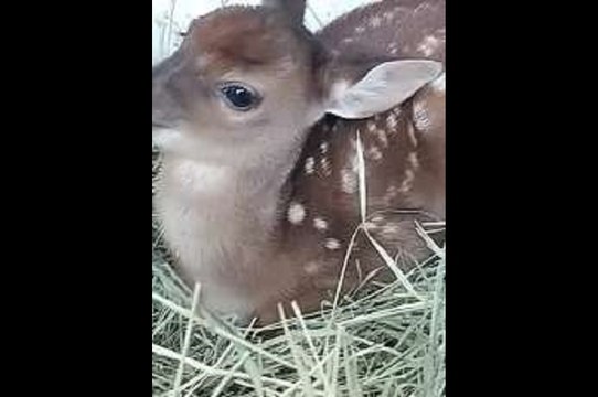 Polícia Militar resgata filhote de veado em município do Ceará